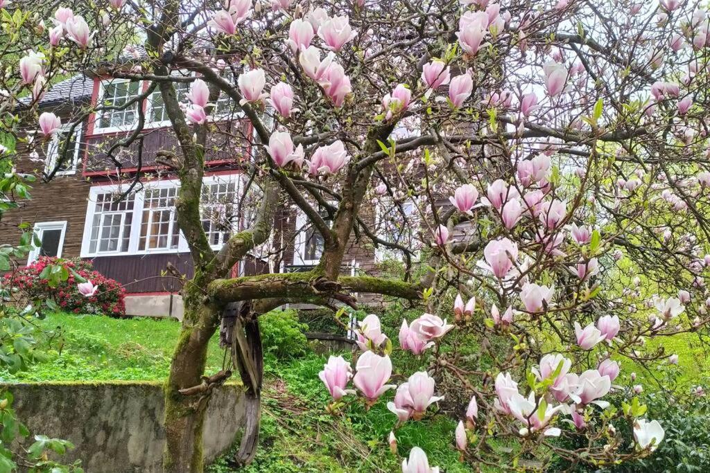 Haus Am Wald Zorge 16+ Gaeste Walkenried المظهر الخارجي الصورة